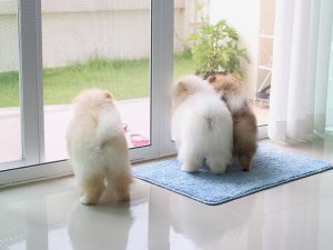 Dogs look out of a sliding glass door